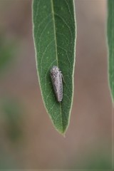 Graphocephala confluens