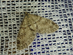 Trichopteryx terranea