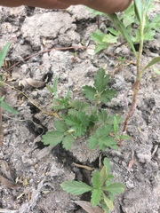 Potentilla rivalis