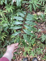 Alpinia arundelliana