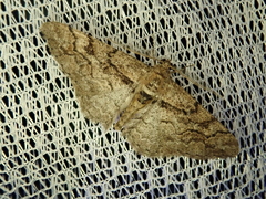 Pseuderannis lomozemia