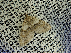 Esakiopteryx volitans