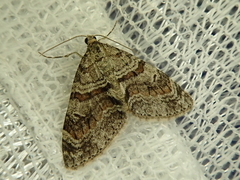 Trichopteryx terranea