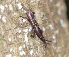 Arrhenodes