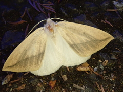 Descoreba simplex