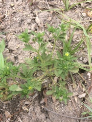 Potentilla rivalis