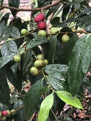 Phaleria