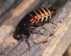 Eurycotis abdominalis