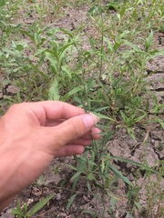 Polygonum argyrocoleon