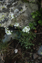 Cardamine uliginosa