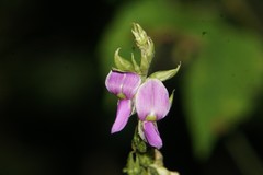 Galactia acapulcensis