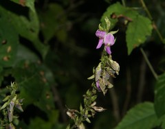 Galactia acapulcensis