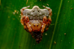 Arkys speechleyi