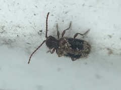 Ptinus texanus