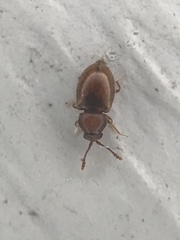 Atomaria lewisi