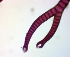 Ceramium virgatum