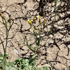 Goodenia fascicularis