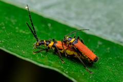 Chauliognathus atricornis