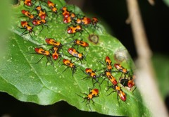 Oncopeltus spectabilis