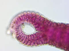 Ceramium virgatum