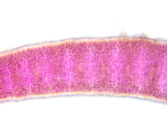 Ceramium virgatum