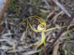 Caladenia helvina