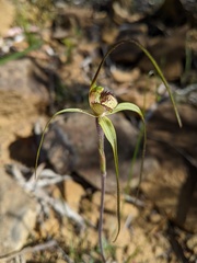 Caladenia helvina