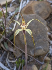 Caladenia helvina