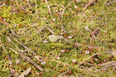 Phyla nodiflora minor