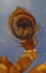 Xysticus ferrugineus