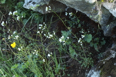 Cardamine uliginosa