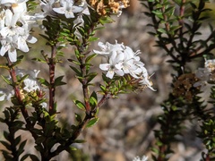 Westringia rubiifolia