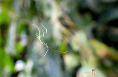 Ariamnes cylindrogaster