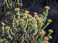 Ozothamnus hookeri