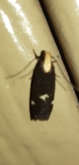 Chionodes phalacra