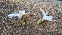 Westringia rubiifolia