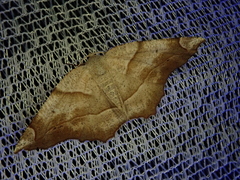 Endropiodes indictinaria