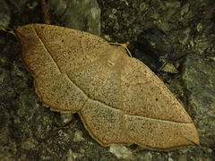 Rhynchobapta cervinaria