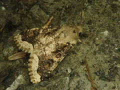 Orthosia limbata