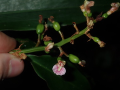 Alpinia arundelliana