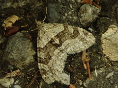 Trichopteryx terranea