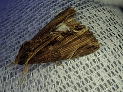 Ercheia umbrosa