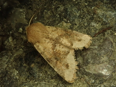 Orthosia coniortota