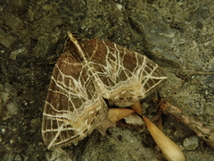 Evecliptopera illitata