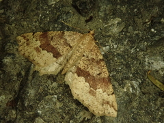 Xerodes rufescentaria