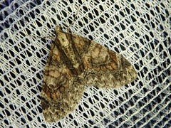 Trichopteryx ussurica
