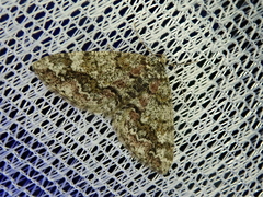 Pseuderannis amplipennis