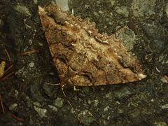 Cryptochorina amphidasyaria