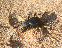 Tenebrionidae