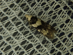 Pseudotelphusa incognitella